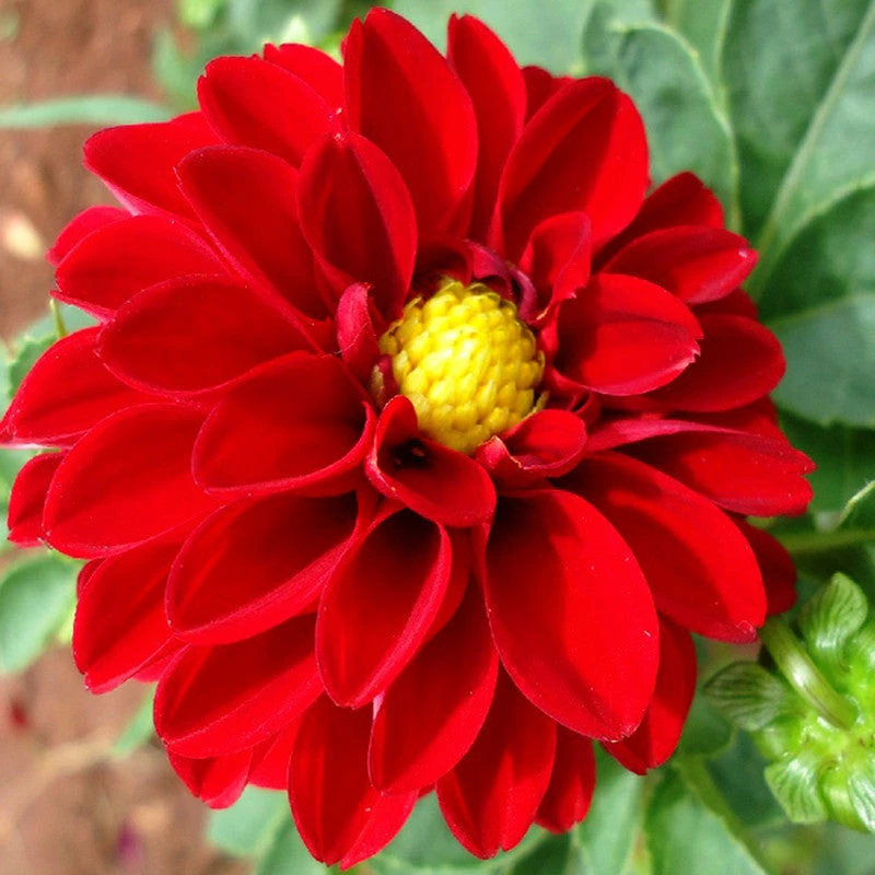 Exoticflora Dahlia Dwarf Red - SEASONALS All Flowering Plants 1 Exoticflora Dahlia Dwarf Red - SEASONALS All Flowering Plants