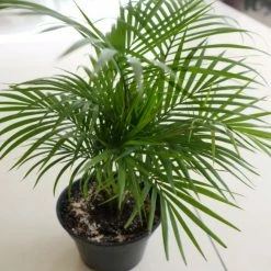 Exoticflora Indoor Plants Chamaedorea Seifrizii/Bamboo Palm - Indoor Air-Purifying