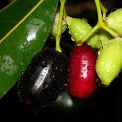 Exoticflora Jambolan Jumbo Jamun (Grafted)- Fruit Plants & Tree