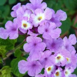Exoticflora Lantana Purple- Flowering Shrubs