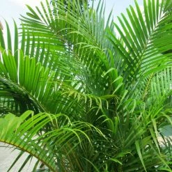 Exoticflora Areca Palm - Indoor/Outdoor Air-Purifying