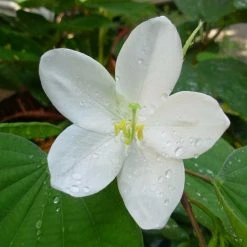 Exoticflora Bauhinia Dwarf White- Flowering Shrubs All Flowering Plants