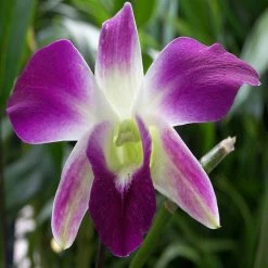 Exoticflora All Flowering Plants Dendrobium Orchid- Purple- Flowering Plants