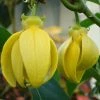 Exoticflora Hari Champa / Artabotrys Hexapetalus - Flowering Plants Creepers & Climbers Flowering