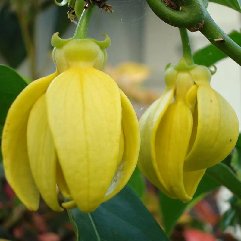 Exoticflora Hari Champa / Artabotrys Hexapetalus - Flowering Plants Creepers & Climbers Flowering 1 Exoticflora Hari Champa / Artabotrys Hexapetalus - Flowering Plants Creepers & Climbers Flowering