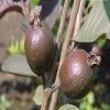 Exoticflora Guava Black - Fruit Plants & Tree Fruit Plants To Grow In Pots
