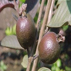 Exoticflora Guava Black - Fruit Plants & Tree Fruit Plants To Grow In Pots