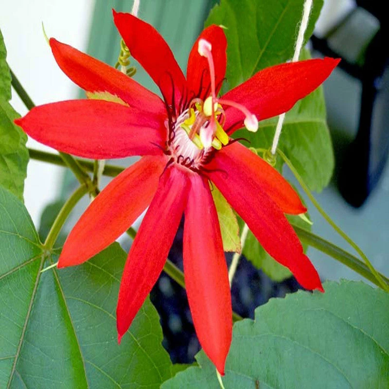 Exoticflora Scarlet Passion Flower Red- Creepers & Climbers Creepers & Climbers Flowering 1 Exoticflora Scarlet Passion Flower Red- Creepers & Climbers Creepers & Climbers Flowering