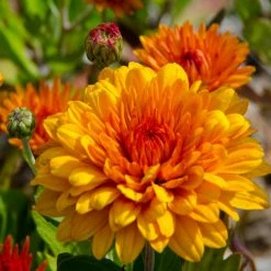 Exoticflora Chrysanthemum Orange - SEASONALS All Flowering Plants