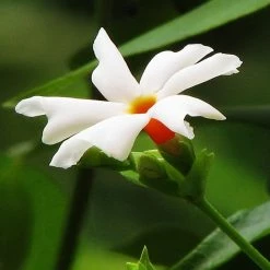 Exoticflora Coral Jasmine / Parijatham - Top Perfuming Plants