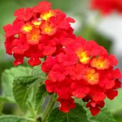 Exoticflora Lantana Red- Flowering Shrubs