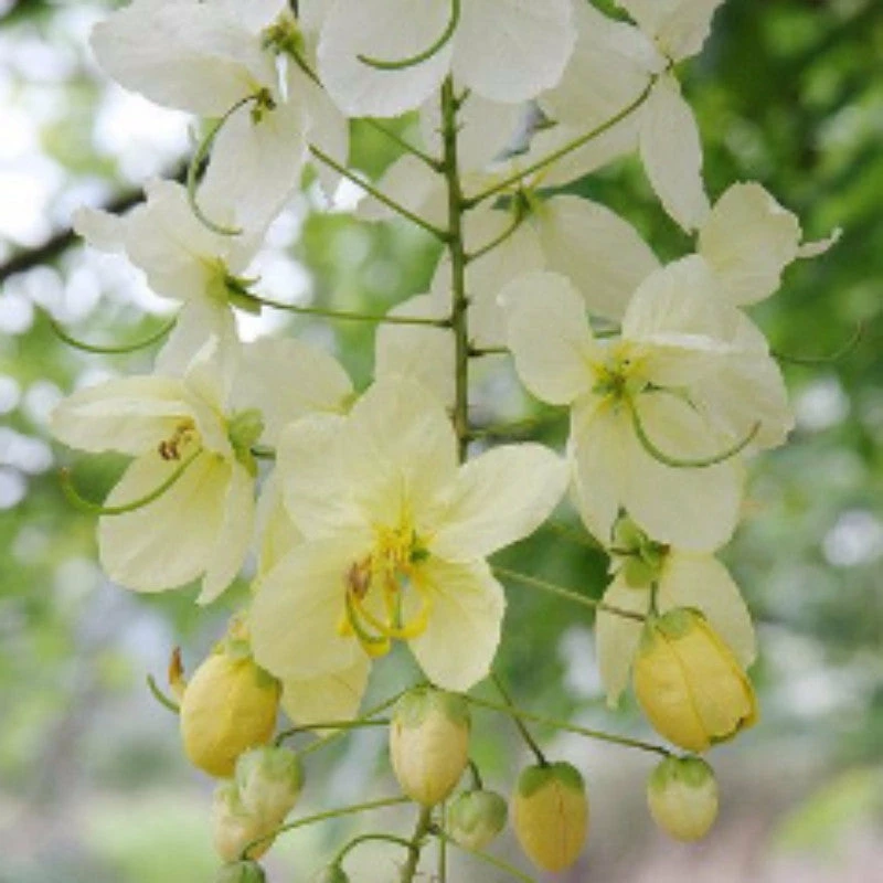Exoticflora White Cassia Fistula / Rainbow Shower Tree - Avenue Trees All Flowering Plants 3 Exoticflora White Cassia Fistula / Rainbow Shower Tree - Avenue Trees All Flowering Plants