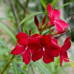 Exoticflora Year Round Flowering Plants Nerium Mini Red Single - Flowering Shrubs