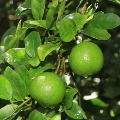 Exoticflora Table Lemon - Fruit Plants & Tree Fruit Plants To Grow In Pots