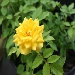 Exoticflora MINIATURE ROSE YELLOW - Flowering Shrubs