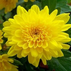 Exoticflora All Flowering Plants Chrysanthemum Yellow - Seasonal Plants