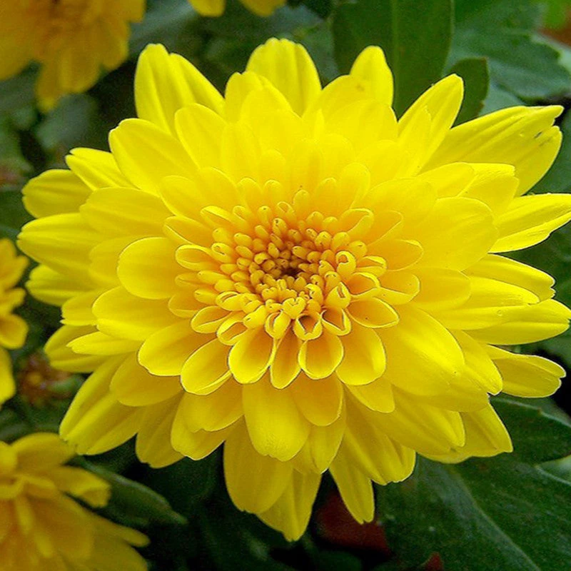 Exoticflora All Flowering Plants Chrysanthemum Yellow - Seasonal Plants 1 Exoticflora All Flowering Plants Chrysanthemum Yellow - Seasonal Plants