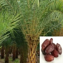 Exoticflora Date Palm- Fruit Plants & Tree All Fruit Plants