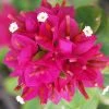 Exoticflora Bougainvillea Dwarf - Flowering Shrubs