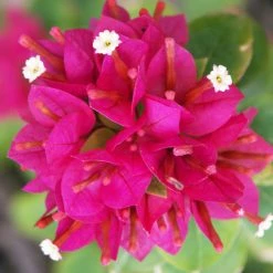 Exoticflora Bougainvillea Dwarf - Flowering Shrubs