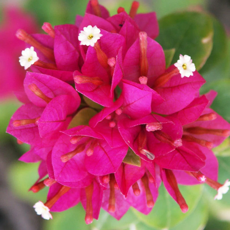 Exoticflora Bougainvillea Dwarf - Flowering Shrubs 1 Exoticflora Bougainvillea Dwarf - Flowering Shrubs
