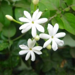 Exoticflora Creepers & Climbers Flowering Juhi/Jasminum Auriculatum - Creepers & Climbers