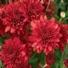 Exoticflora Chrysanthemum Red - SEASONALS