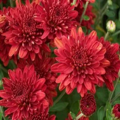 Exoticflora Chrysanthemum Red - SEASONALS