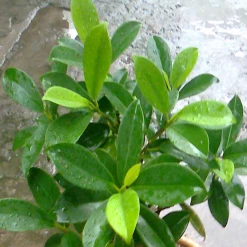 Exoticflora Ficus Panda - Indoor/Outdoor-Ornamental Plants Indoor Plants