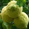 Exoticflora Fruit Plants To Grow In Pots Rough Lemon - Fruit Plants & Tree
