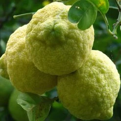 Exoticflora Fruit Plants To Grow In Pots Rough Lemon - Fruit Plants & Tree