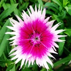 Exoticflora Dianthus Pink-White - SEASONALS