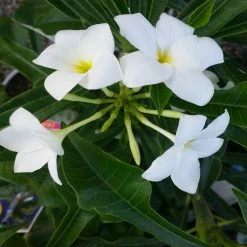 Exoticflora Plumeria Pudica/Wild Plumeria - Flowering Shrubs Flowering Plants For Balcony