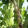 Exoticflora Banana TC Green - Fruit Plants & Tree All Fruit Plants