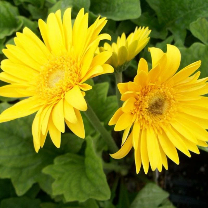 Exoticflora Gerbera Plant Yellow - Flowering Plants All Flowering Plants 1 Exoticflora Gerbera Plant Yellow - Flowering Plants All Flowering Plants