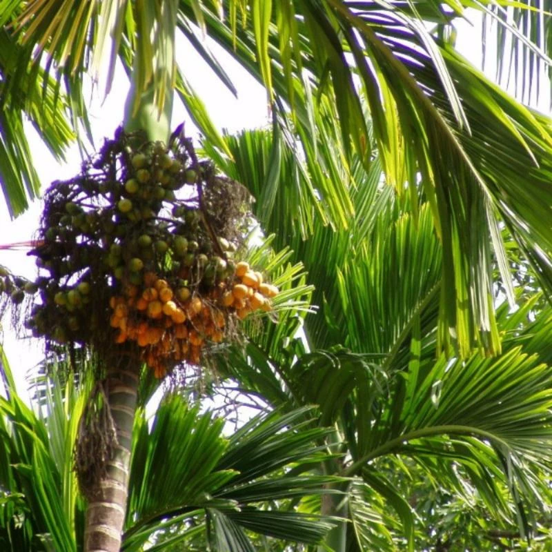 Exoticflora Betel Nut/Areca Nut - Fruit Plants & Tree Hybrid Fruit Plants 1 Exoticflora Betel Nut/Areca Nut - Fruit Plants & Tree Hybrid Fruit Plants