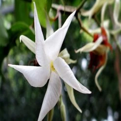 Exoticflora Echites - Creepers & Climbers