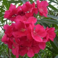 Exoticflora Nerium Red Double - Flowering Shrubs Year Round Flowering Plants