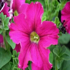 Exoticflora Petunia Pink - SEASONALS All Flowering Plants