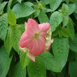 Exoticflora Mussaenda Pink - Flowering Shrubs Year Round Flowering Plants