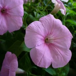 Exoticflora All Flowering Plants Petunia Light Pink - SEASONALS