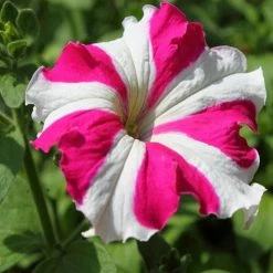 Exoticflora Petunia Pink And White - SEASONALS All Flowering Plants