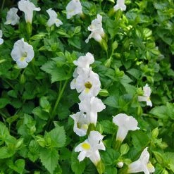 Exoticflora All Flowering Plants Torenia White- SEASONALS