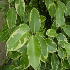 Exoticflora Ficus Bushy King- Ornamental Shrubs Indoor Plants