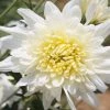Exoticflora Chrysanthemum White - SEASONALS