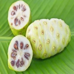 Exoticflora Exotic Fruit Plants Noni/cheese Fruit - Fruit Plants & Tree
