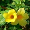 Exoticflora Bush Allamanda - Flowering Shrubs Creepers & Climbers Flowering