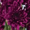 Exoticflora Chrysanthemum Dark Purple - SEASONALS