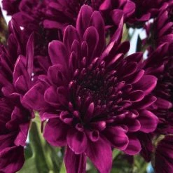 Exoticflora Chrysanthemum Dark Purple - SEASONALS
