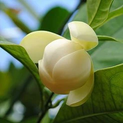 Exoticflora Perfuming Flowering Plants Magnolia Dwarf Coco - Flowering Shrubs